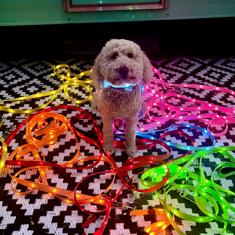 Pet Gear