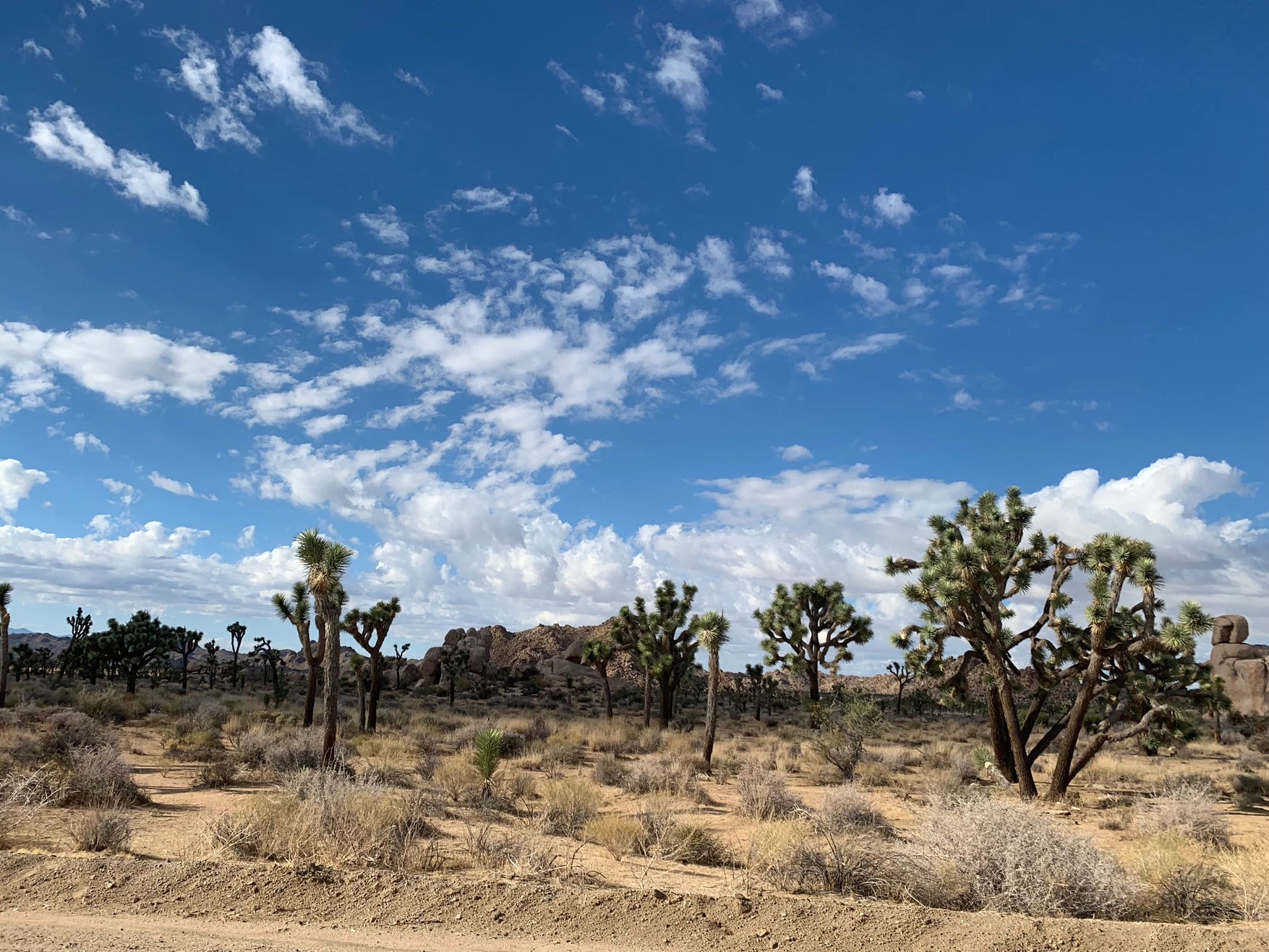 The Magic of Joshua Tree