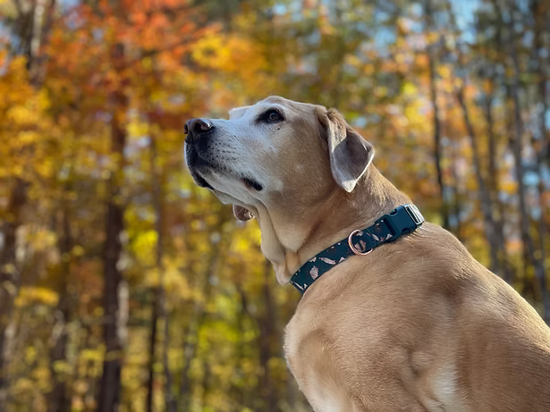 Sit, Stay, Safe: First Aid & Safety for Pets Outdoors