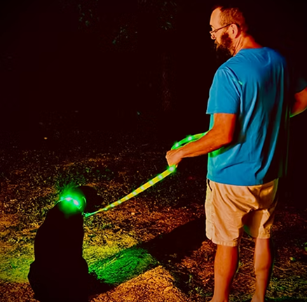Trail & Tail-Tested: Best Gear for Camping with Your Pets