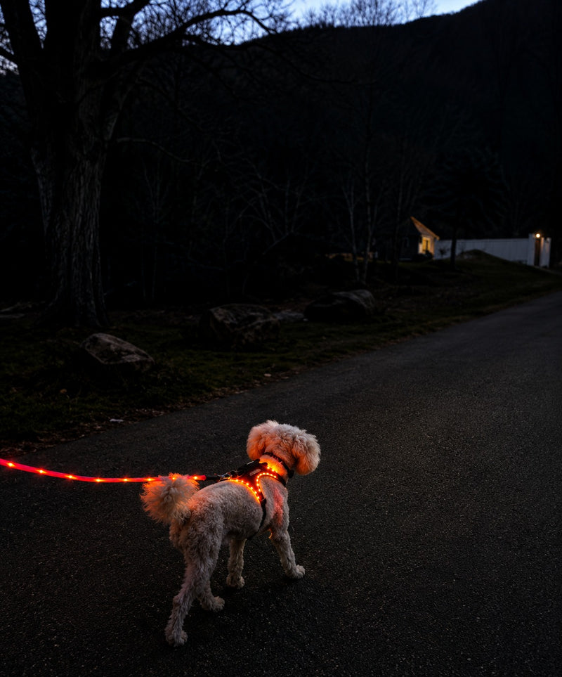WHY WE LOVE OUR LIGHT UP DOG LEASHES