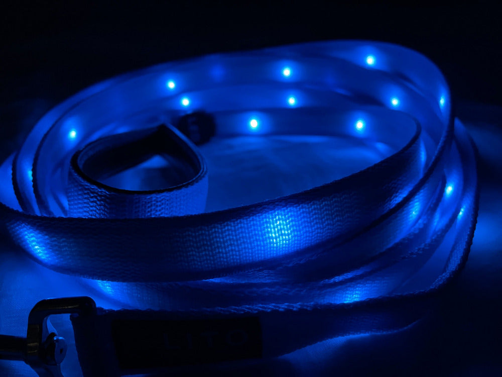 Illuminated Blue Lighted Dog Leash At Night Close Up