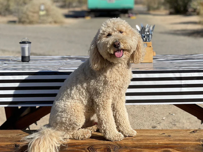 a beige dog on a picnic bench seat with a black and white striped waterproof tablecloth