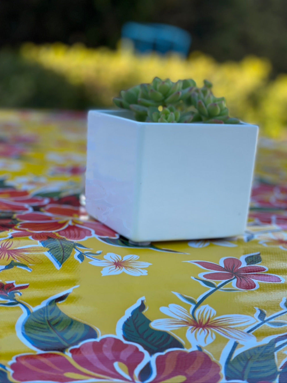 white planter with succulent plant on flower outdoor tablecloth