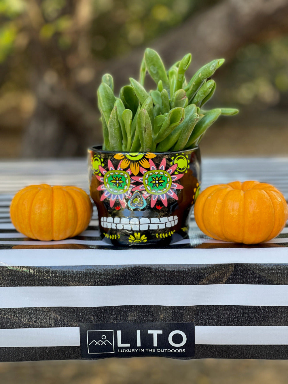 succulent plant and two small pumpkins on a black and white striped outdoor table cover