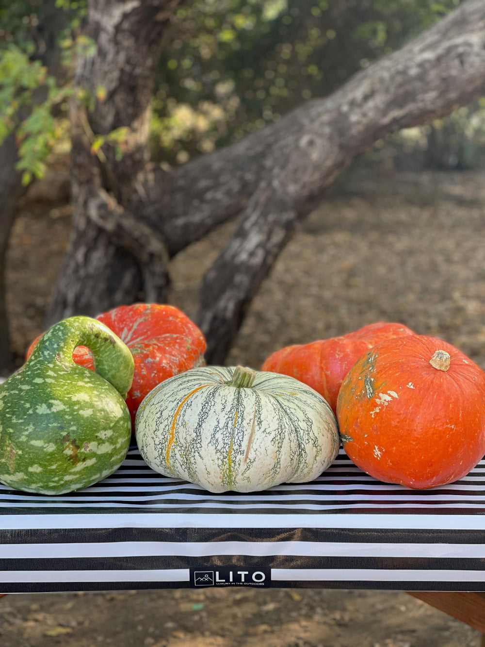 various types of squash on a black and white stripes outdoor tablecloth