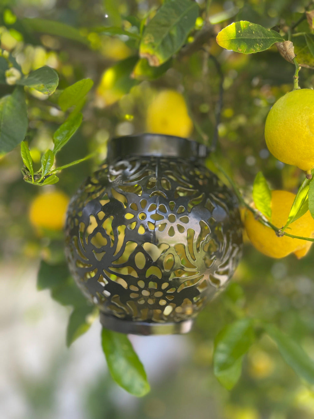 side view of a hanging solar lantern, silver, hanging in a lemon tree in the daytime
