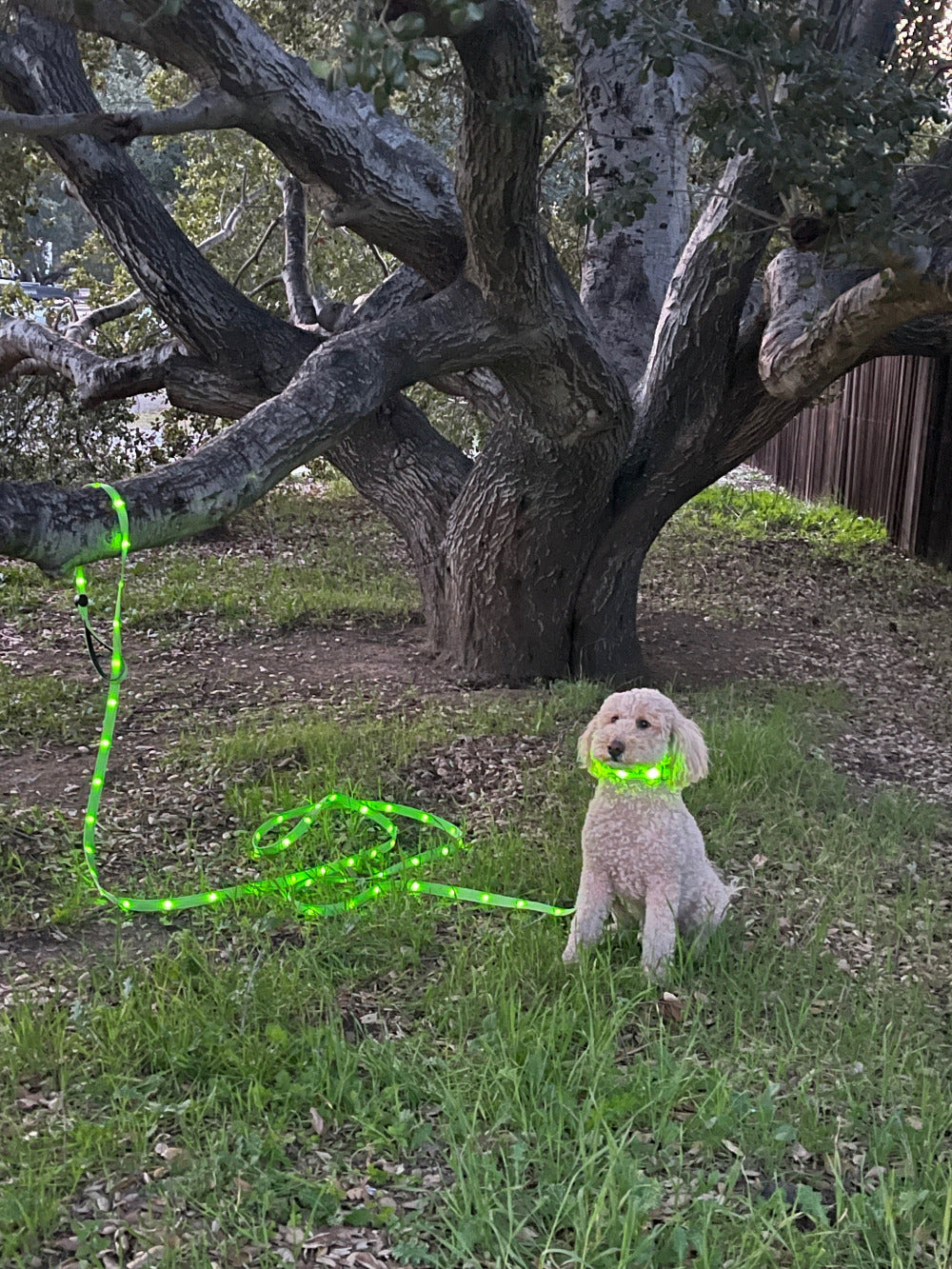 Light Up Dog Collar - Green